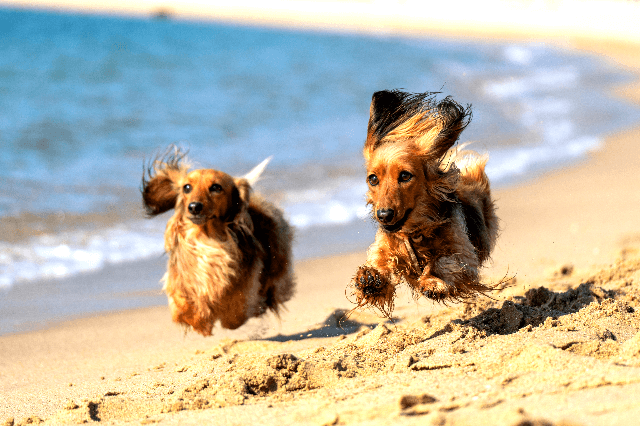 Dog-friendly beaches in Ireland