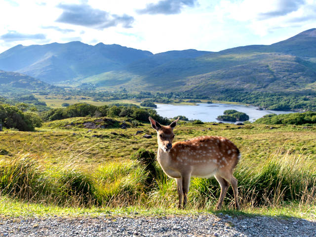 Deer in killarney national park