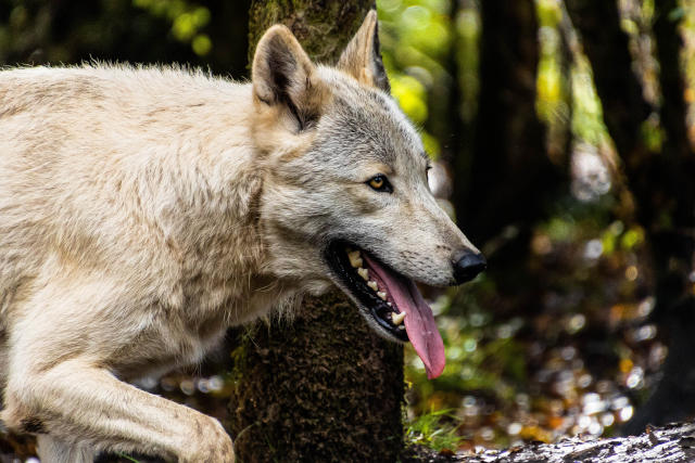 Wolf at Wild Ireland