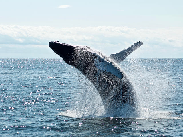 whale watching along the mizen peninssula