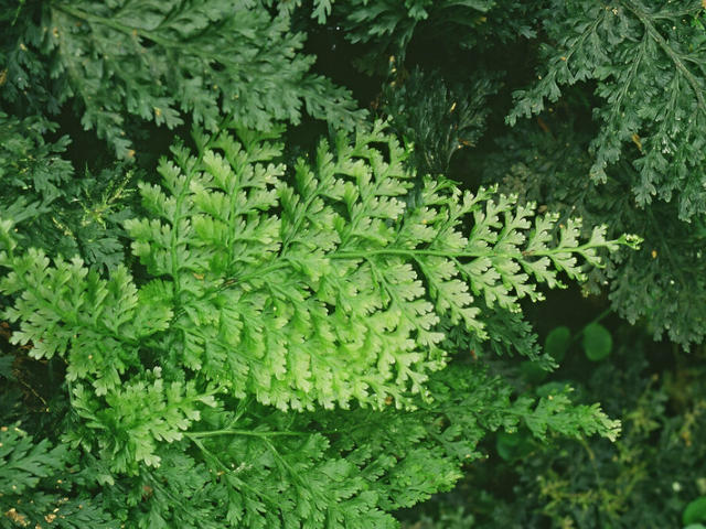 killarney fern