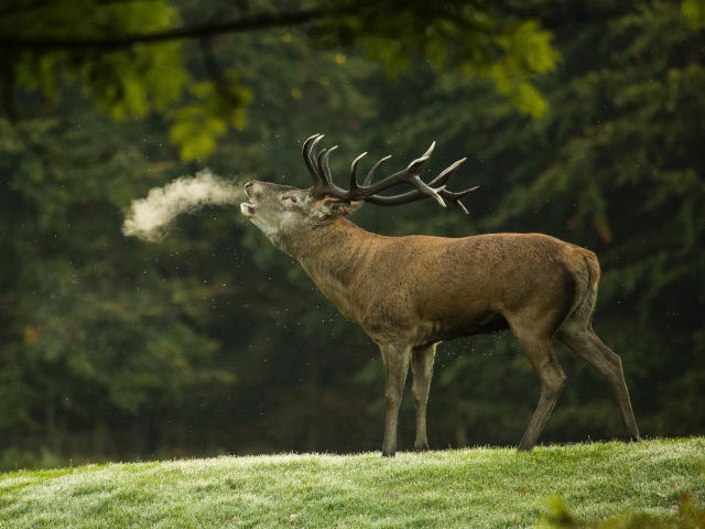 red deer