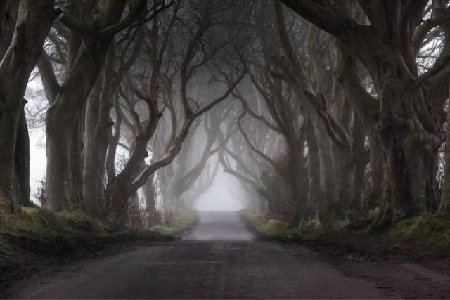 the dark hedges