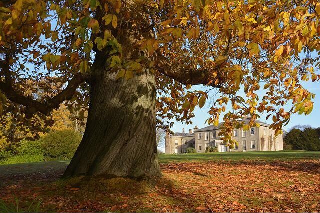 lime tree walk the argory