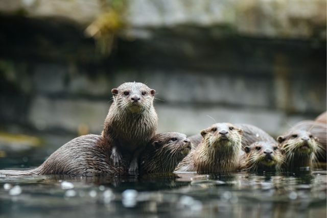 Otters on the Crom Wildlife Hike