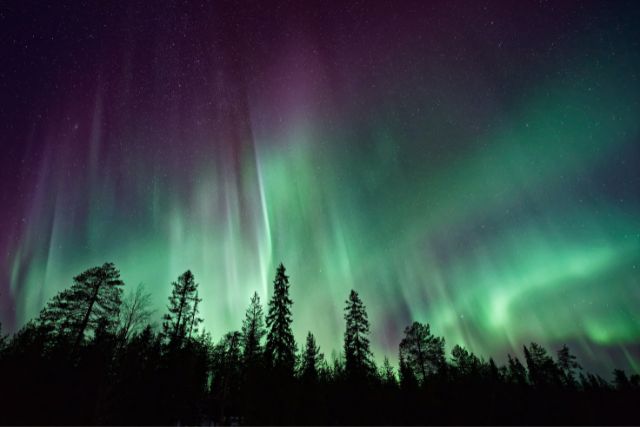 Aurora Borialis behind trees